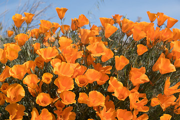 Image showing Antelope Valley Poppy Reserve, California, USA
