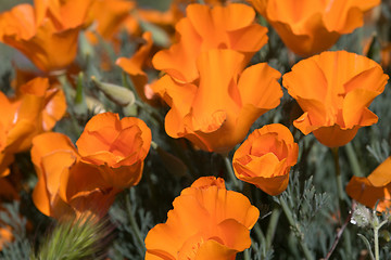 Image showing Antelope Valley Poppy Reserve, California, USA