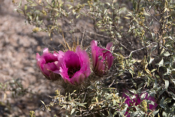 Image showing Cactus at Organ Pipe Cactus N.M., Arizona, USA