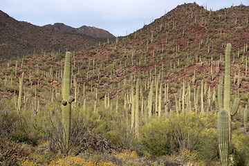 Image showing Saguaro National Park, Arizona, USA