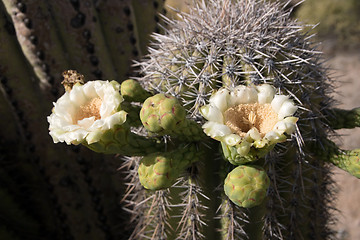 Image showing Cactus at Saguaro National Park, Arizona, USA