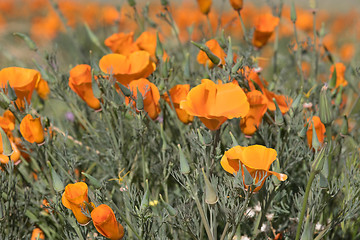 Image showing Antelope Valley Poppy Reserve, California, USA