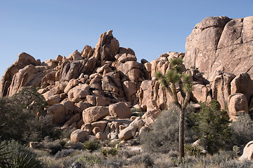 Image showing Joshua Tree National Park, California, USA