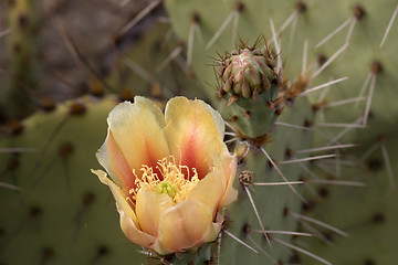 Image showing Cactus at Saguaro National Park, Arizona, USA