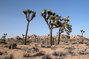 Image showing Joshua Tree National Park, California, USA