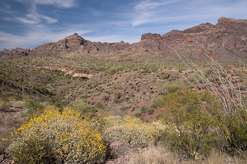 Image showing Organ Pipe Cactus N.M., Arizona, USA