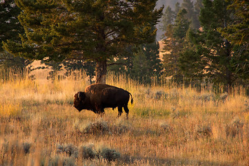 Image showing Yellowstone National Park, USA