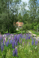 Image showing Lupinus