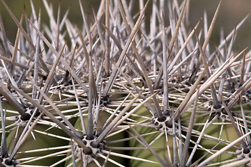 Image showing Cactus at Saguaro National Park, Arizona, USA