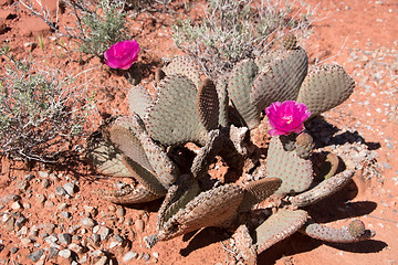 Image showing Cactus Blossom, Valley of Fire, Nevada, USA