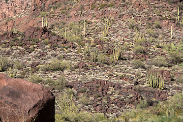 Image showing Organ Pipe Cactus N.M., Arizona, USA