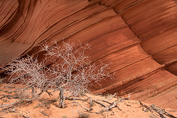 Image showing Coyote Buttes South, Utah, USA