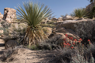 Image showing Joshua Tree National Park, California, USA