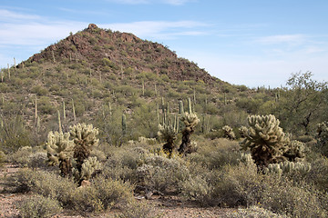 Image showing Organ Pipe Cactus N.M., Arizona, USA