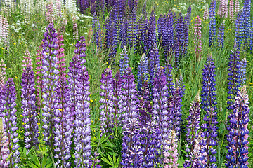 Image showing Lupinus