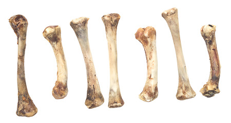 Image showing chicken bones