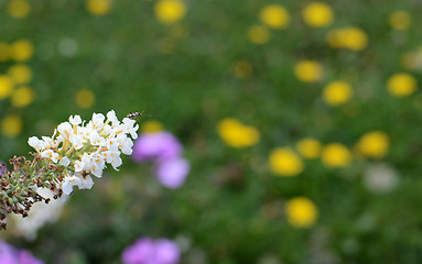 Image showing Common nettle bug on a white buddleia