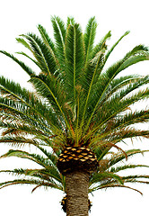 Image showing Palm Tree