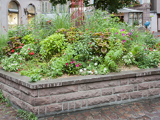 Image showing plants in Colmar