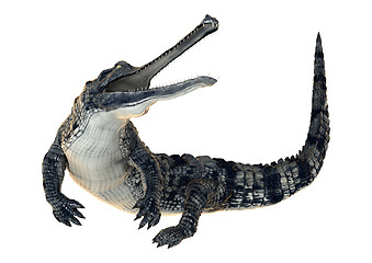 Image showing Gharial