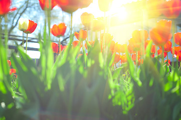 Image showing tulips 