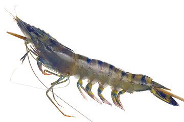 Image showing Raw black tiger prawn on a skewer

