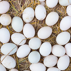 Image showing White eggs on a hay.