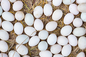 Image showing White eggs on a hay.