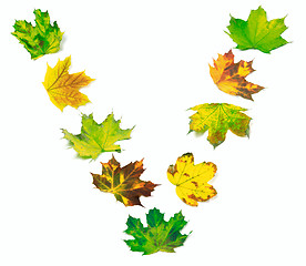 Image showing Letter V composed of multicolor maple leafs