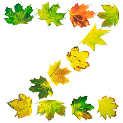 Image showing Letter Z composed of multicolor maple leafs