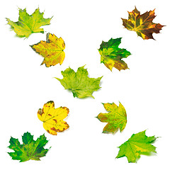 Image showing Letter X composed of multicolor maple leafs