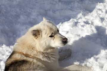 Image showing Dog resting on snow