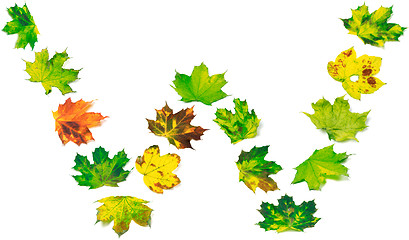 Image showing Letter W composed of multicolor maple leafs