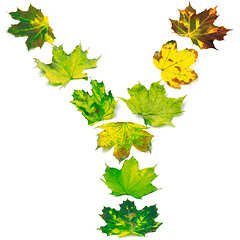 Image showing Letter Y composed of multicolor maple leafs