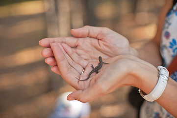 Image showing In the forest