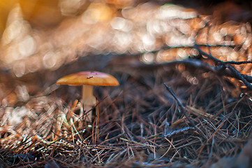 Image showing Forest mushroom.