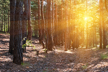 Image showing Forest