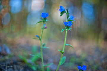 Image showing flower