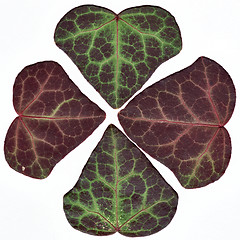 Image showing Four ivy leafs