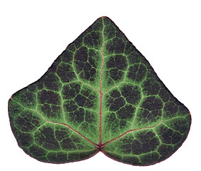 Image showing Ivy leaf