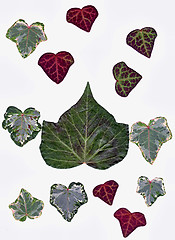 Image showing Ivy leafs