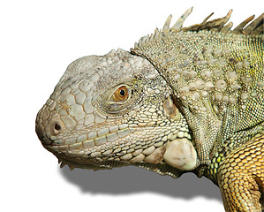 Image showing Head of iguana isolated