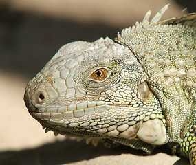 Image showing Head of iguana