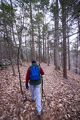 Image showing man hiking in woods