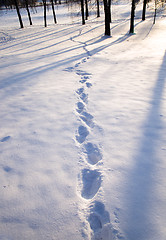 Image showing   snow. Winter