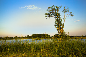 Image showing tree in summer