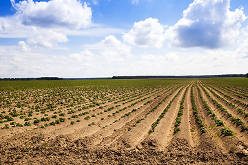 Image showing potato field 