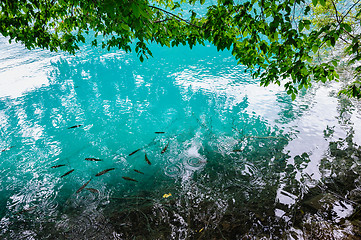 Image showing Clear water of Plitvice Lakes, Croatia