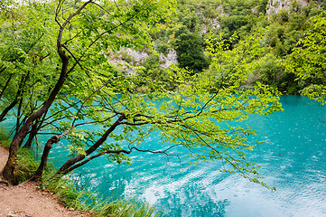 Image showing Clear water of Plitvice Lakes, Croatia