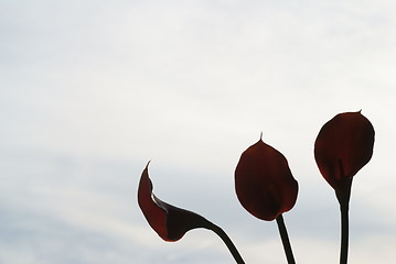 Image showing three Calla palustris